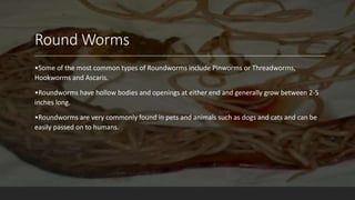 Worm Infestations in Children (Child Health Nursing).pptx