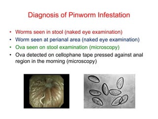 Pinworm Eye Worm infestations in children 2021 | PDF