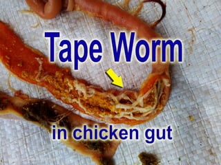 Tapeworm, worming, chicken, poultry, diseases
 