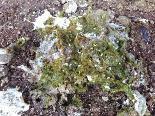 Chicken Worms, Tapeworm in chickens, poultry diseases