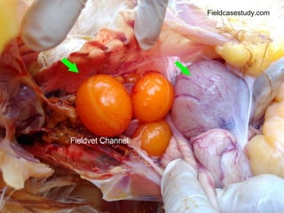 Chicken Worms, Tapeworm in chickens, poultry diseases