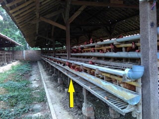 Chicken Worms, Tapeworm in chickens, poultry diseases