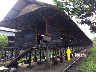 Chicken Worms, Tapeworm in chickens, poultry diseases