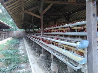 Chicken Worms, Tapeworm in chickens, poultry diseases