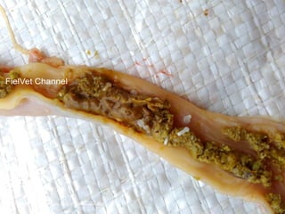 Chicken Worms, Tapeworm in chickens, poultry diseases