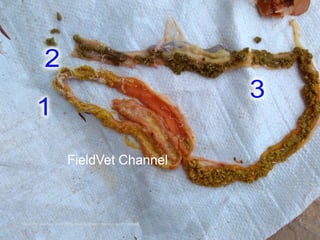 Chicken Worms, Tapeworm in chickens, poultry diseases