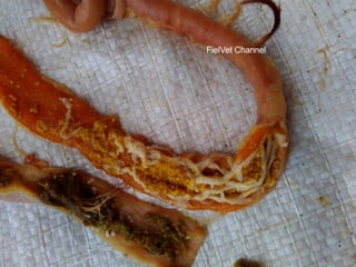 Chicken Worms, Tapeworm in chickens, poultry diseases