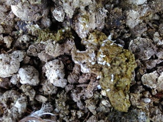 Chicken Worms, Tapeworm in chickens, poultry diseases