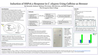 Induction of HSP16.2 Response in C. elegans Using Caffeine as Stressor
By Kennedy Jackson, Brittany Perryman, Rita Stevens, and Kali Wageman
The Evergreen State College
Introduction
In this experiment we investigate the effect of a 30mM
concentration of caffeine on transgenic CL-2070 C. elegans. A cell
under stress will upregulate proteins known as heat shock
proteins (HSPs) that function as chaperones to refold misfolded
proteins due to stress. Caffeine, a chemical stressor, has been
shown to induce HSP response, alter movement and feeding
behaviors, disrupt early larval development, and shorten the
lifespan of C. elegans (1). Caffeine may induce HSP16.2
transcription and translation by binding to the HSF-1
transcription factor, thereby increasing its affinity for the heat
shock element within the promoter.
Hypothesis
We hypothesize that caffeine will induce HSP stress response,
prevent early larval development, and shorten the lifespan of
transgenic CL2070 C. elegans.
Results
Worms:
Populations were scarce (1-6 worms per plate)
Generally small in size
Slow moving
Analysis:
GFP expression was low
SDS-PAGE showed bands in all lanes (RNAi, no RNAi,
and positive control)
Western blot showed bands for positive control only
Methods
Discussion
The combined results indicate three possibilities:
1) Not enough worms survived the initial stress
2) Length of lifespan and development were affected
drastically
3) Caffeine stress did not induce HSP16.2 stress response.
Due to the absence of a control group for caffeine treatment,
we cannot accurately determine the effects of caffeine
treatment. We can claim that RNAi was successful with little
confidence, as chi-square analysis with low sample population
is unreliable.
We reject our hypothesis at this time. A repeat experiment
might use a lower concentration of caffeine to avoid
termination, and incorporate a control group with which to
compare stressed worms.
Literature Cited
1. Al-Amin, M., Kawasaki, I., Gong, J., & Shim, Y.-H. (2016). Caffeine Induces the Stress Response and Up-Regulates Heat Shock Proteins in Caenorhabditis elegans. Molecules and Cells, 39(2), 163–168. http://doi.org/10.14348/molcells.2016.229
2. Echeverri, D., Montes, F.R., Cabrera, M., Galán, A., & Prieto, A. (2010). Caffeine's Vascular Mechanisms of Action. International Journal of Vascular Medicine, vol. 2010, Article ID 834060, 10 pages. doi:10.1155/2010/834060
3. Smatresk, N. J. (2002). How does caffeine affect the body? Retrieved February 13, 2017, from https://www.scientificamerican.com/article/how-does-caffeine-affect/
5’-nGAAn-3’
HSF-1
Figure 1 C. elegans cell. When cells are stressed, the
transcription factor HSF-1 binds to a heat shock element with
a sequence of 5′-nGAAn- 3’ within the hsp16.2 promoter,
resulting in transcription and translation of the heat shock
protein, HSP16.2.
Stress
HSP16.2
No glow
Glow
Figure 2 (left)
Western blot
results. Shows
positive control
only, an antibody
for the myosin gene
(blue band).
Figure 3 (right)
GFP expression
was nearly identical
in RNAi and
non-RNAi worms,
each with
approximately 3
non-glowing worms
and 8 glowing
worms.
L4 stage CL2070 C.
elegans were
transferred to RNAi
plates and WT plates
Caffeine was
introduced & worms
were soaked for 1 hour
in a 30mM caffeine
solution
After 2 days Worms were washed of caffeine
and returned to original plates
GFP fluorescence was
observed under a dissecting
scope with green light
Movement and speed were
observed and quantitatively
recorded
Worm proteins were
extracted and used for a
Bradford assay,
SDS-PAGE, and a
western immunoblotCaffeine
Table 1 Chi-square analysis for speed phenotype with 1
degree of freedom gave P-value < 0.00001. Value on
left is observed; right is expected. Chi-square = 25.92.
 