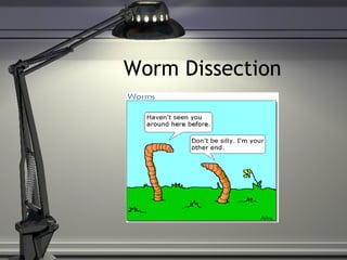 Worm Dissection 