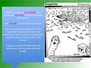 Annelids (as well as  ALL WORMS ) can reproduces  Asexually , as you heard about with Sammy… and  Sexually , as many other animals do. Some worms are Hermaphrodites. This means that they have both male and female parts. Others species of worms have separate male and female worms, like humans. Typically a worm with both male and female parts will not mate with itself though.  