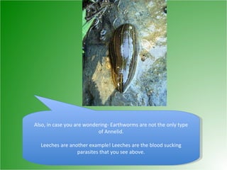 Also, in case you are wondering- Earthworms are not the only type of Annelid. Leeches are another example! Leeches are the blood sucking parasites that you see above. 