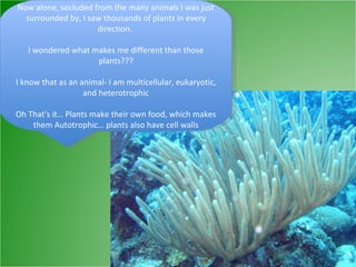 Now alone, secluded from the many animals I was just surrounded by, I saw thousands of plants in every direction.  I wondered what makes me different than those plants??? I know that as an animal- I am multicellular, eukaryotic, and heterotrophic Oh That's it… Plants make their own food, which makes them Autotrophic… plants also have cell walls 