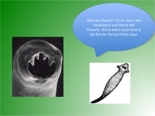 Well Hey there!!! This is  Harry the Hookworm and Penny the Planaria. We’ve been stuck here in the fish for the last three days. 