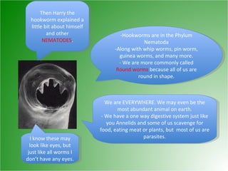 Then Harry the hookworm explained a little bit about himself and other  NEMATODES . -Hookworms are in the Phylum Nematoda -Along with whip worms, pin worm, guinea worms, and many more. - We are more commonly called  Round worms  because all of us are round in shape. We are EVERYWHERE. We may even be the most abundant animal on earth. - We have a one way digestive system just like you Annelids and some of us scavenge for food, eating meat or plants, but  most of us are parasites. I know these may look like eyes, but just like all worms I don’t have any eyes. 