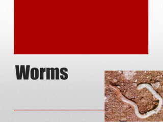 Worms
 
