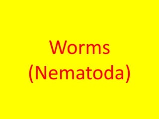 Worms
(Nematoda)
 