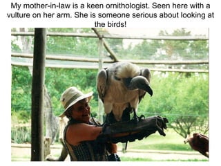 My mother-in-law is a keen ornithologist. Seen here with a 
vulture on her arm. She is someone serious about looking at 
the birds! 
 