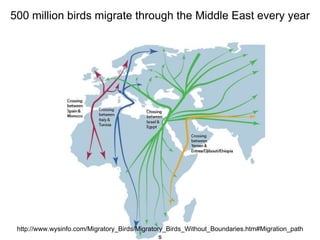 500 million birds migrate through the Middle East every year 
http://www.wysinfo.com/Migratory_Birds/Migratory_Birds_Without_Boundaries.htm#Migration_path 
s 
 