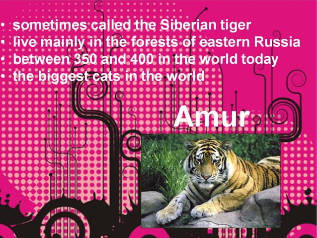 Worst Presentation Ever! | PPT