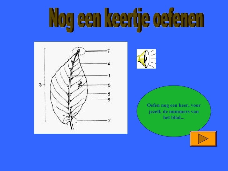 Wortels Stengels Bladeren