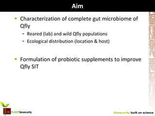 Session 7: Probiotic diets to increase Queensland fruit fly male performance as part of the sterile insect technique