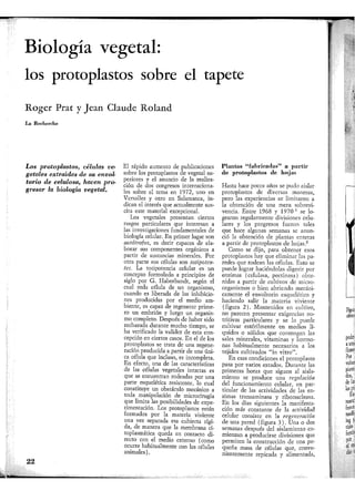 Biología vegetal:
los protoplastos sobre el tapete
Roger Prat y Jean Claude Roland
La Rccherche
Los protoplastos, células ve-
getales extraídas de su envol-
torio de celulosa, hacen pro-
gresar la biología vegetal.
El rápido aumento de publicaciones
sobre los protoplastos de vegetal su-
periores y el anuncio de la realiza-
ción de dos congresos internaciona-
les sobre el tema en 1972, uno en
Versalles y otro en Salamanca, in-
dican el interés que actualmente sus-
cita este material excepcional.
Los vegetales presentan ciertos
rasgos particulares que interesan a
las investigaciones fundamentales de
biología celular. En primer lugar son
autótrofos, es decir capaces de ela-
borar sus componentes orgánicos a
partir de sustancias minerales. Por
otra parte sus células son totipoten-
tes. La totipotencia celular es un
concepto formulado a principios de
siglo por G. Haberbandt, según el
cual toda célula de un organismo,
cuando es liberada de las inhibicio-
nes producidas por el medio am-
biente, es capaz de regenerar prime-
ro un embrión y luego un organis-
mo completo. Después de haber sido
rechazada durante mucho tiempo, se
ha verificado la validez de esta con-
cepción en ciertos casos. En el de los
protoplastos se trata de una regene-
ración producida a partir de una úni-
ca célula que incluso, es incompleta.
En efecto, una de las características
de las células vegetales intactas es
que se encuentran rodeadas por una
parte esquelética resistente, lo cual
constituye un obstáculo mecánico a
toda manipulación de microcirugía
que limita las posibilidades de expe-
rimentación. Los protoplastos están
formados por la materia viviente
una vez separada esa cubierta rígi-
da, de manera que la membrana ci-
toplasmática queda en contacto di-
recto con el medio externo (como
ocurre habitualmente con las células
animales).
22
Plantas "fabricadas" a partir
de protoplastos de liojas
Hasta hace pocos años se pudo aislar
protoplastos de diversas maneras,
pero las experiencias se limitaron a
la obtención de una mera sobrevi-
vencia. Entre 1968 y 1970 1 se lo-
graron regularmente divisiones celu-
lares y los progresos fueron tales
que hace algunas semanas se anun-
ció la obtención de plantas enteras
a partir de protoplastos de hojas.2
Como se dijo, para obtener esos
protoplastos hay que eliminar las pa-
redes que rodean las células. Esto se
puede lograr haciéndolas digerir por
enzimas (células», pectinasa) obte-
nidas a partir de cultivos de micro-
organismos o bien abriendo mecáni-
camente el envoltorio esquelético y
haciendo salir la materia viviente
(figura 2). Mantenidos en cultivo,
no parecen presentar exigencias nu-
tritivas particulares y se lo puede
cultivar estérilmente en medios lí-
quidos o sólidos que contengan las
sales minerales, vitaminas y hormo-
nas habitualmente necesarios a los
tejidos cultivados "in vitro".
En esas condiciones el protoplasto
pasa por varios estados. Durante las
primeras horas que siguen al aisla-
miento se produce una regulación
del funcionamiento celular, en par-
ticular de las actividades de las en-
zimas transaminasa y ribonucleasa.
En los días siguientes la manifesta-
ción más constante de la actividad
celular consiste en la regeneración
de una pared (figura 3). Una o dos
semanas después del aislamiento co-
mienzan a producirse divisiones que
permiten la construcción de una pe-
queña masa de células que, conve-
nientemente repicada y alimentada,
 