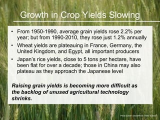 Growth in Crop Yields Slowing <ul><li>From 1950-1990, average grain yields rose 2.2% per year; but from 1990- 2010, they r...
