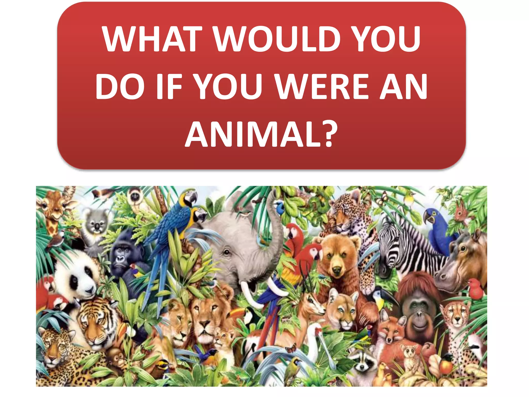 WHAT WOULD YOU
DO IF YOU WERE AN
ANIMAL?