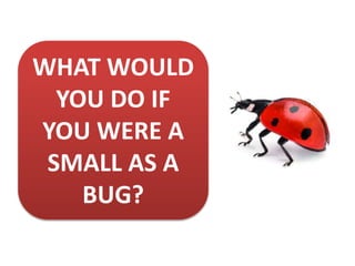 WHAT WOULD
YOU DO IF
YOU WERE A
SMALL AS A
BUG?