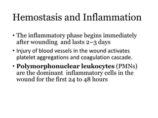 Hemostasis and Inflammation
• The inflammatory phase begins immediately
after wounding and lasts 2–3 days
• Injury of blood vessels in the wound activates
platelet aggregations and coagulation cascade.
• Polymorphonuclear leukocytes (PMNs)
are the dominant inflammatory cells in the
wound for the first 24 to 48 hours
 
