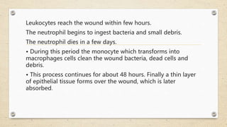 Leukocytes reach the wound within few hours.
The neutrophil begins to ingest bacteria and small debris.
The neutrophil dies in a few days.
• During this period the monocyte which transforms into
macrophages cells clean the wound bacteria, dead cells and
debris.
• This process continues for about 48 hours. Finally a thin layer
of epithelial tissue forms over the wound, which is later
absorbed.
 