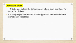 Destructive phase
• This begins before the inflammatory phase ends and lasts for
about 2 to 5 days.
• Macrophages continue its cleaning process and stimulate the
formation of fibroblast.
 