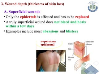 3. Wound depth (thickness of skin loss)
A. Superficial wounds
•Only the epidermis is affected and has to be replaced
•A truly superficial wound does not bleed and heals
within a few days
•Examples include most abrasions and blisters
 