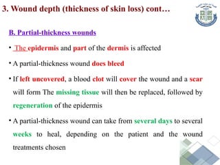 B. Partial-thickness wounds
• The epidermis and part of the dermis is affected
• A partial-thickness wound does bleed
• If left uncovered, a blood clot will cover the wound and a scar
will form The missing tissue will then be replaced, followed by
regeneration of the epidermis
• A partial-thickness wound can take from several days to several
weeks to heal, depending on the patient and the wound
treatments chosen
3. Wound depth (thickness of skin loss) cont…
 