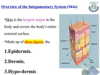Overview of the Integumentary System (Skin)
•Skin is the largest organ in the
body and covers the body's entire
external surface.
•Made up of three layers, the
1.Epidermis.
2.Dermis.
3.Hypo-dermis
 