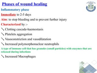 Inflammatory phase
Immediate to 2-5 days
Aim: to stop bleeding and to prevent further injury
Characterized by :-
 Clotting cascade-haemostasis
 Platelets aggregation
 Vasoconstriction and vasodilatation
 Increased polymorphonuclear neutrophils
A type of immune cell that has granules (small particles) with enzymes that are
released during infections
 Increased Macrophages
Phases of wound healing
 