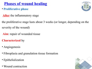 • Proliferative phase
After the inflammatory stage
the proliferative stage lasts about 3 weeks (or longer, depending on the
severity of the wound)
Aim: repair of wounded tissue
Characterized by
• Angiogenesis
• Fibroplasia and granulation tissue formation
• Epithelialization
• Wound contraction
Phases of wound healing
 