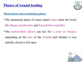 Maturation and remodeling phase
• The maturation phase of tissue repair begin when the levels
of collagen production and degradation equalize
• The maturation phase can last for a year or longer,
depending on the size of the wound and whether it was
initially closed or left open
Phases of wound healing
 
