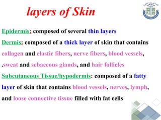 Epidermis: composed of several thin layers
Dermis: composed of a thick layer of skin that contains
collagen and elastic fibers, nerve fibers, blood vessels,
sweat and sebaceous glands, and hair follicles
.
Subcutaneous Tissue/hypodermis: composed of a fatty
layer of skin that contains blood vessels, nerves, lymph,
and loose connective tissue filled with fat cells
layers of Skin
 