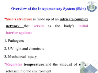 Overview of the Integumentary System (Skin)
Skin's structure is made up of an intricate/complex
network that serves as the body’s initial
barrier against:
1. Pathogens
2. UV light and chemicals
3. Mechanical injury
Regulates temperature and the amount of water
released into the environment
 
