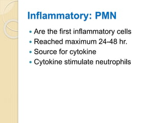 Inflammatory: PMN
 Are the first inflammatory cells
 Reached maximum 24-48 hr.
 Source for cytokine
 Cytokine stimulate neutrophils
 