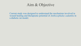 Wound-Healing Effect of Aqueous Anthocephalus cadamba Leaf Extract ...