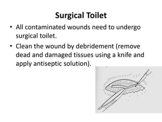 Surgical Toilet
• All contaminated wounds need to undergo
surgical toilet.
• Clean the wound by debridement (remove
dead and damaged tissues using a knife and
apply antiseptic solution).
 