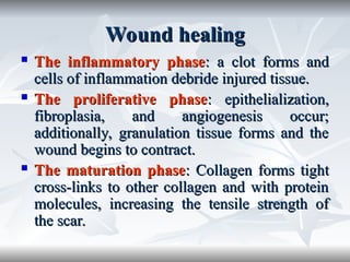 Comprehensive Overview of Wound Healing Phases and Mechanisms | PPT