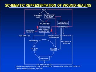 Comprehensive Overview of Wound Healing Phases and Mechanisms | PPT