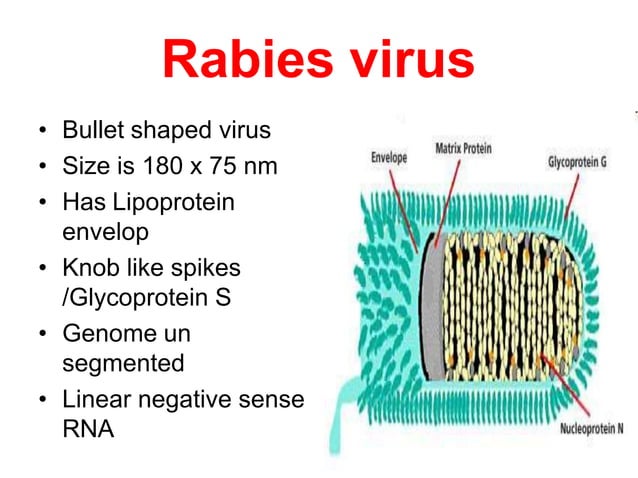 Wound and Rabies Prevention.pptx | Infectious Diseases | Diseases and ...