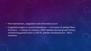 • Here haemostasis, coagulation and chemotaxis occurs.
• Coagulation begins in wound haematoma —> formation of platelet fibrin
thrombus —> release of cytokines, PDGF (platelet derived growth factor),
transforming growth factor p (TGF-P), platelet activating factor , fibrin ,
serotonin.
 