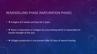 REMODELLING PHASE (MATURATION PHASE)
• ♦ It begins at 6 weeks and lasts for 2 years.
• ♦ There is maturation of collagen by cross-linking which is responsible for
tensile strength of the scar.
• ♦ Collagen production is not present after 42 days of wound healing.
 