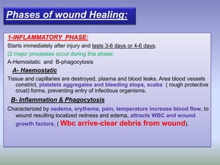 Phases of wound Healing:
1-INFLAMMATORY PHASE:
Starts immediately after injury and lasts 3-6 days or 4-6 days.
(2 major processes occur during this phase:
A-Hemostatic and B-phagocytosis
A- Haemostatic
Tissue and capillaries are destroyed, plasma and blood leaks. Area blood vessels
constrict, platelets aggregates and bleeding stops, scabs ( rough protective
crust) forms, preventing entry of infectious organisms.
B- Inflammation & Phagocytosis
Characterized by oedema, erythema, pain, temperature increase blood flow, to
wound resulting localized redness and edema, attracts WBC and wound
growth factors. ( Wbc arrive-clear debris from wound).
 